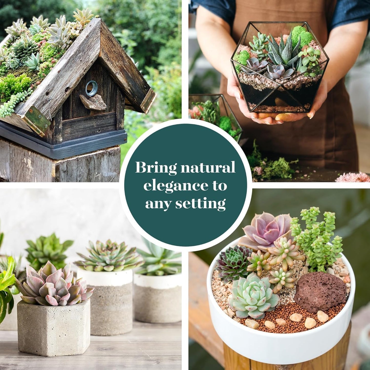 Shop Succulents Spring Beauties Bulk Succulent Plant Pack – Live Mini Succulent Plants, Bright Colorful Mix, Easy Care Houseplants – Gardening, Terrariums, Gifts & Party Favors, 2" Pots
