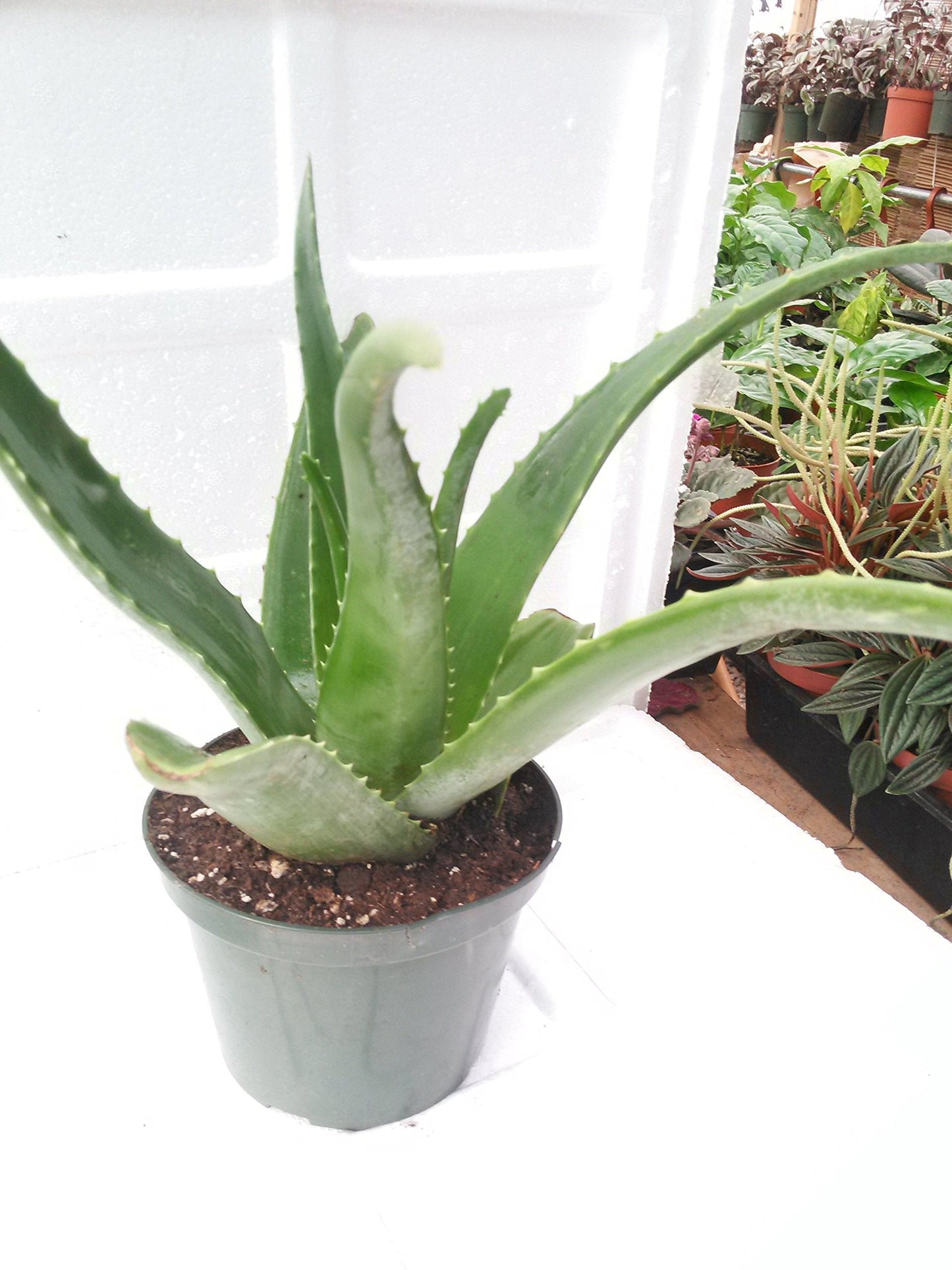 Aloe Vera -Juice Medicinal Tropical Plant Live 6'' pot From Jm Bamboo