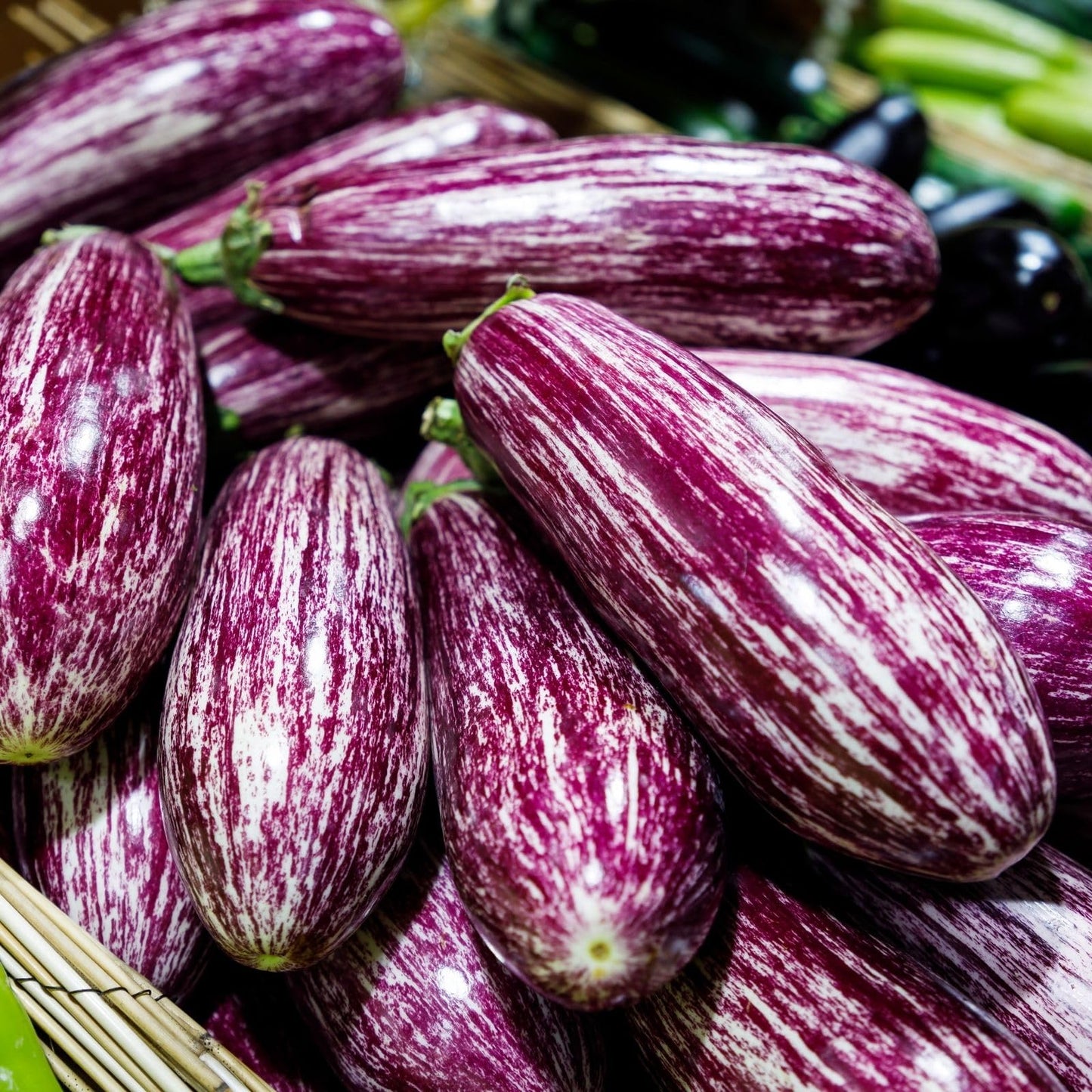 Clovers Garden Eggplant Fairytale Plants - Two (2) Live Plants – Non-GMO - Not Seeds - Each 4" to 8" Tall – in 4" Inch Pots -Striped Lavender-White Fruit, High-Yield