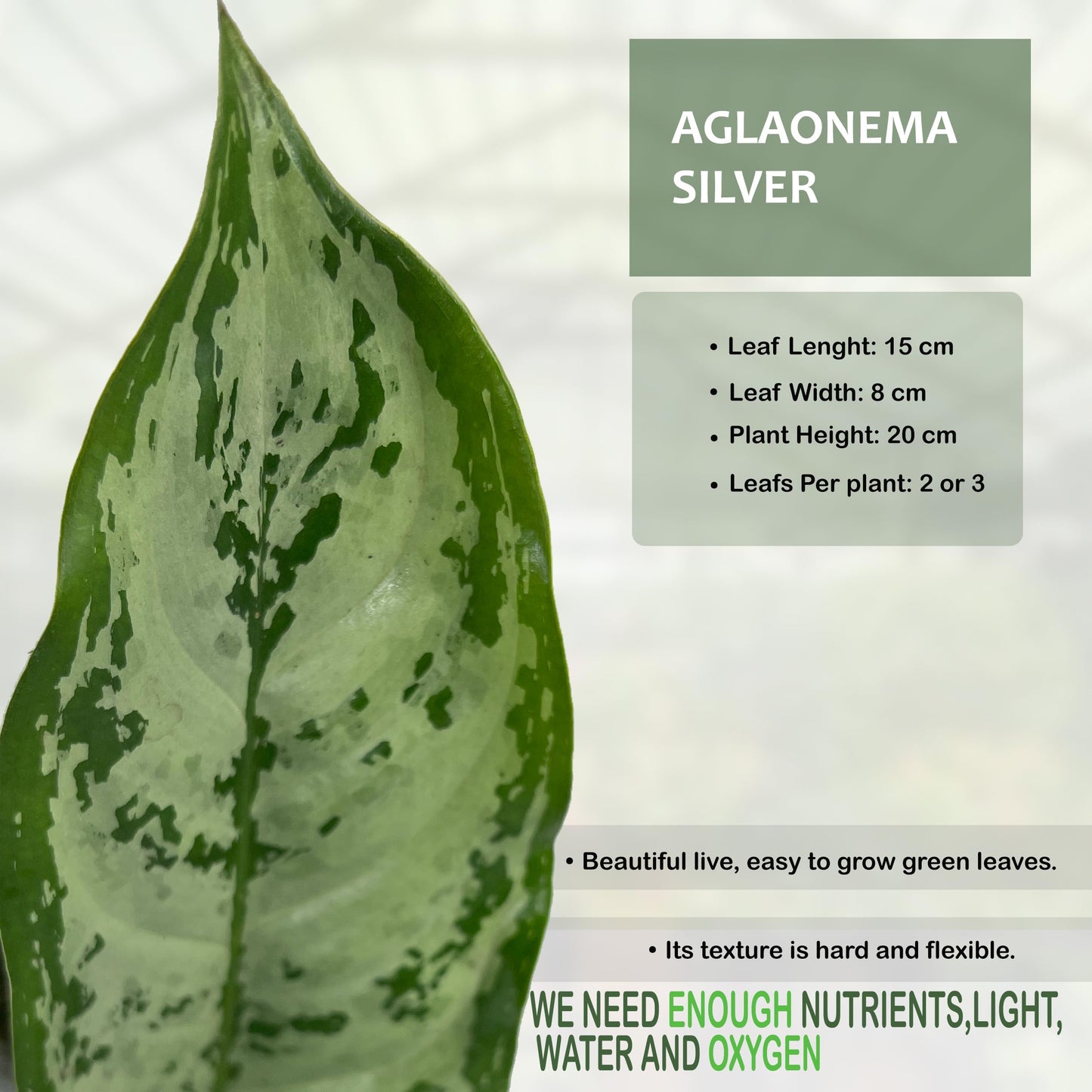 LEAL PLANTS ECUADOR Aglaonema Silver| Stunning Chinese Evergreen Houseplants |Low-Light Indoor Décor | Easy Care Air-Purifying Plants |Perfect for Home & Office Spaces