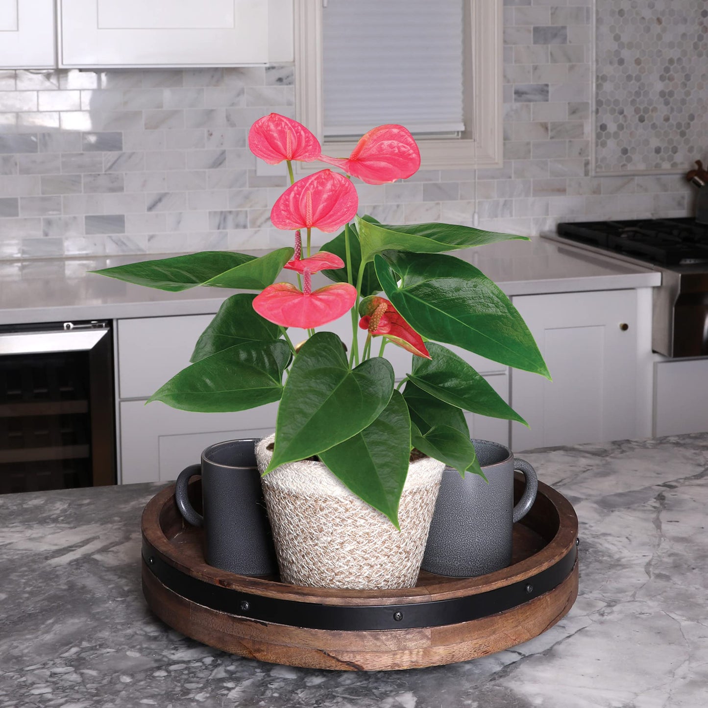 Green Circle Growers 5" Pink Anthurium in Cream Jute Pot, Live Indoor Plants, House Plant