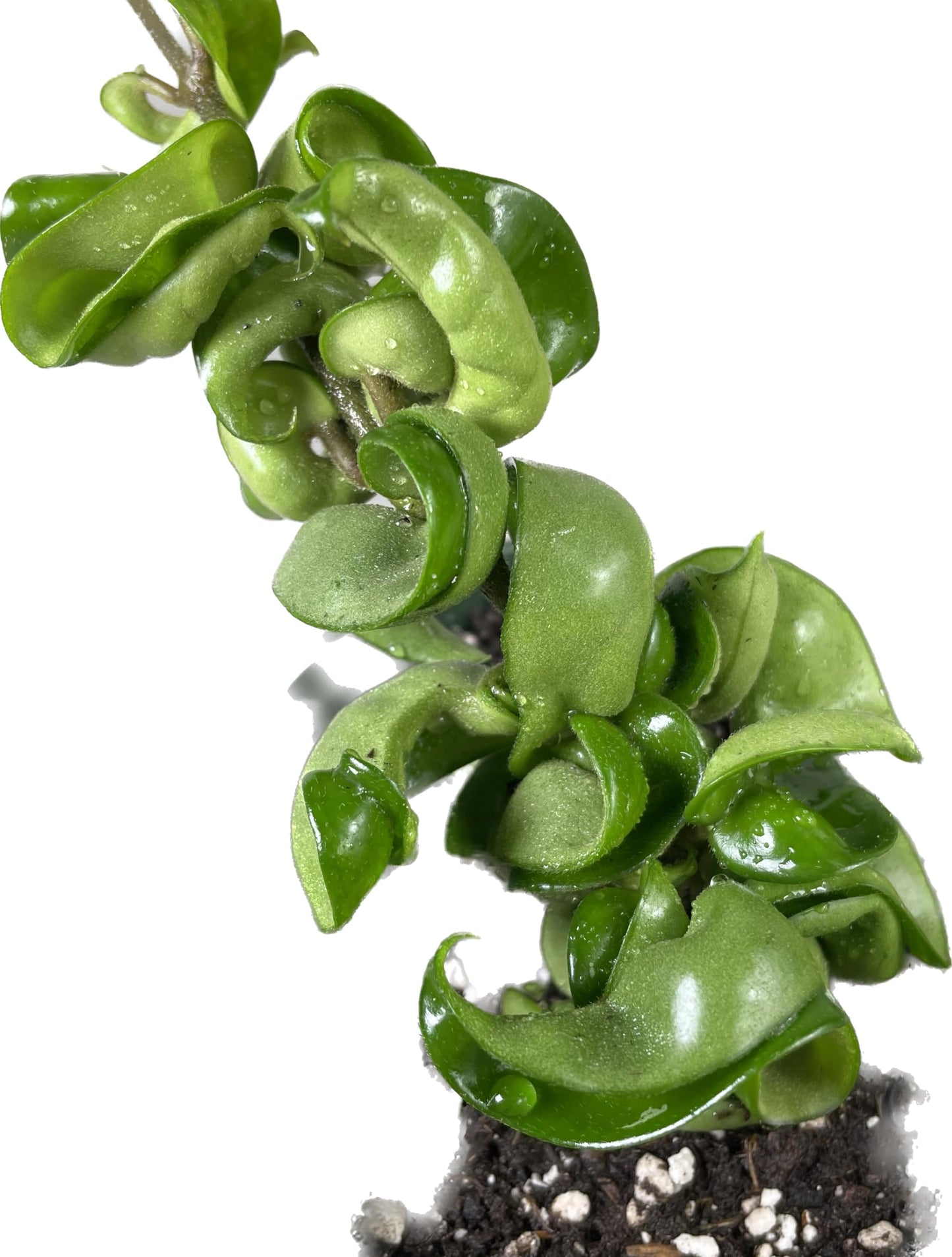 Hoya Compacta in 4" Pot aka Hoya Hindu Rope Plant or Hoya Krinkle Kurl - Hoya Plant Live Houseplants - Live Hoya Plant - Hoya Compacta Live Plant - Air Purifying Plant - Pet Friendly Plant