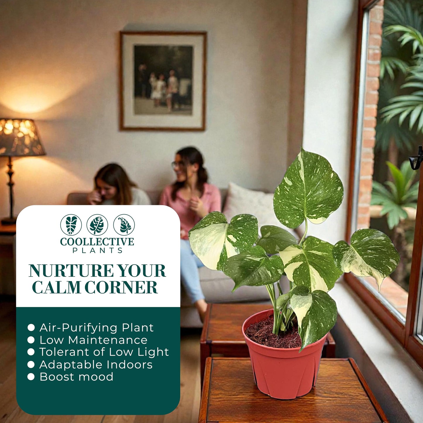 CoollectivePlants Monstera Thai Constellation – Live Variegated Indoor Plant in 6″ Grower Pot, Easy Care Tropical Houseplant, Thai Constellation Monstera for Home or Office Décor