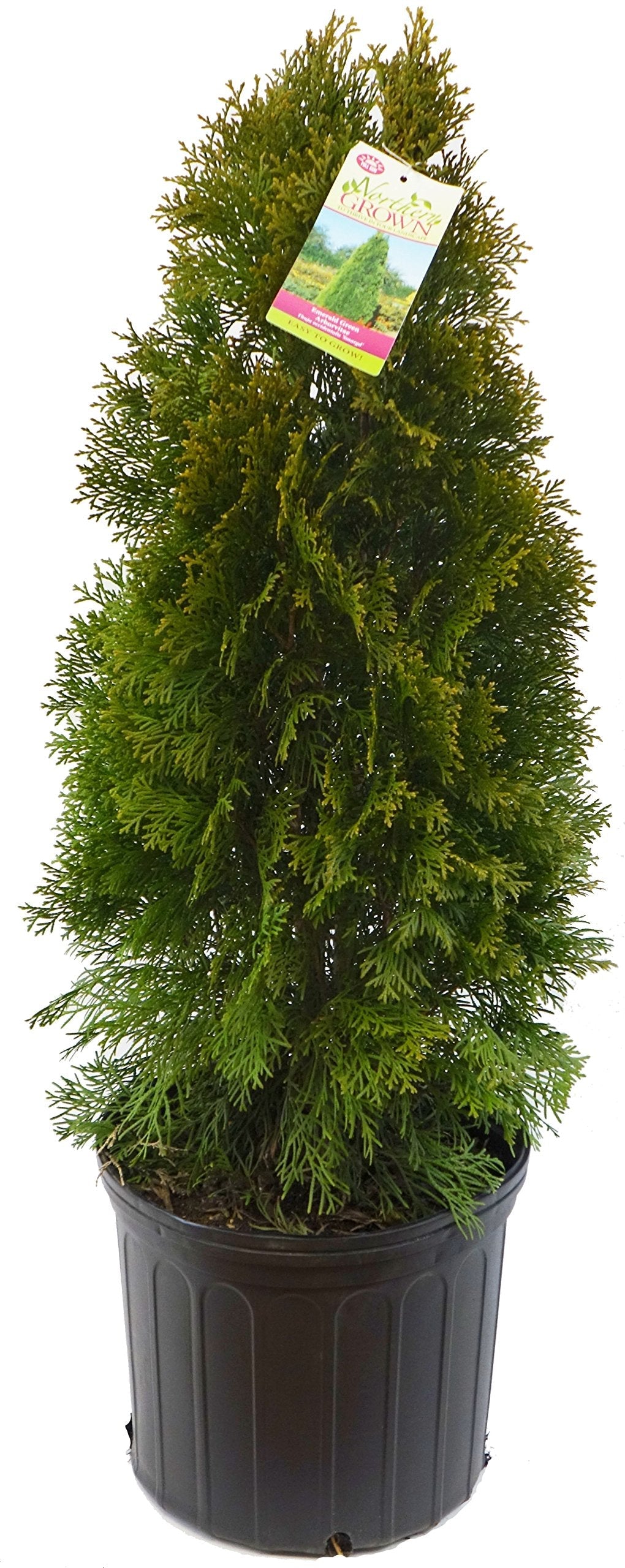 Live Plant Green Promise Farms, Thuja occidentalis 'Smargd' Emerald Green Arborvitae #3 Size Container, Evergreen