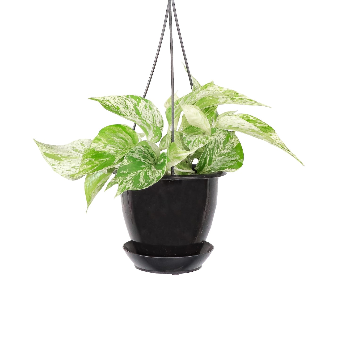Thorsen's Greenhouse Marble Queen Pothos, Live Indoor Plant, Easy to Grow, Rare Variegated Houseplant, Natural Air Purifier, 4-inch Diameter Pot (Black - Hanging)