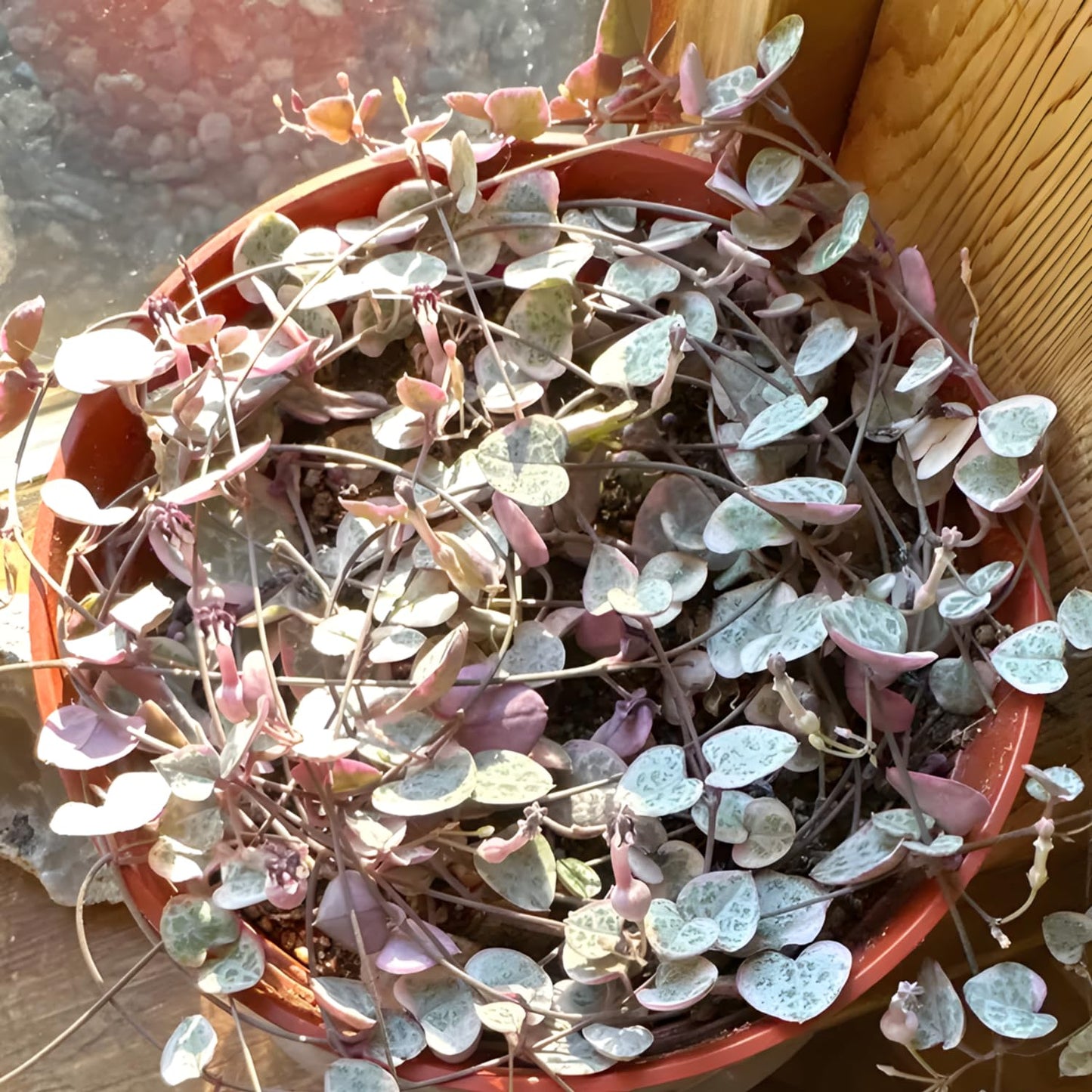 String of Hearts Plant Live | Different Houseplants in 6 Inch Pot | Fast-Growing Trailing Houseplant | Suitable for Home & Office Decor | Fully Rooted Trailing Houseplant for Indoor Décor & Easy Care