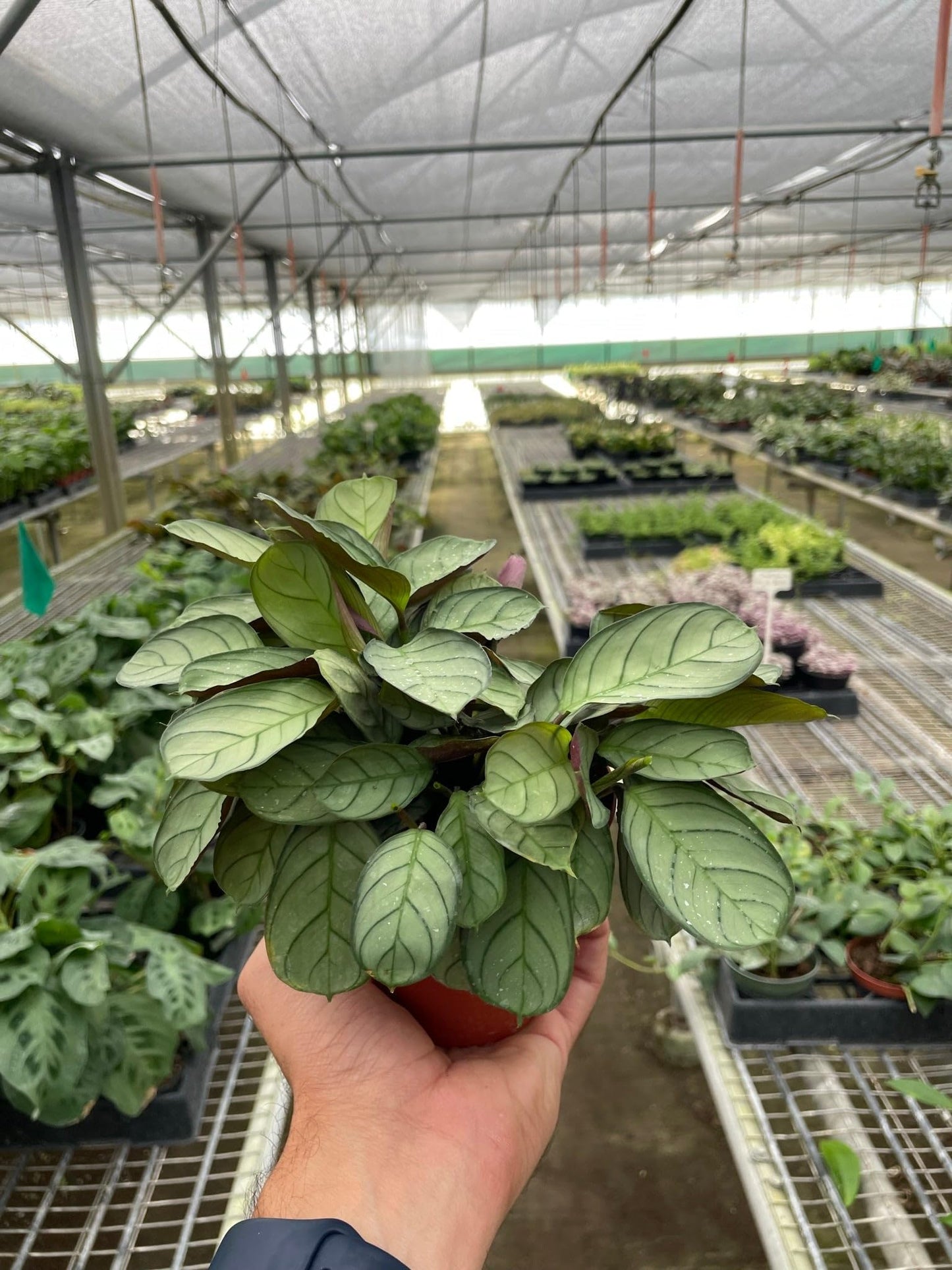 Ctenanthe burle-marxii 'Amagris' | Live Plant for Indoor & Outdoor | for Living Room, Office, Bathroom | (4" Pot)