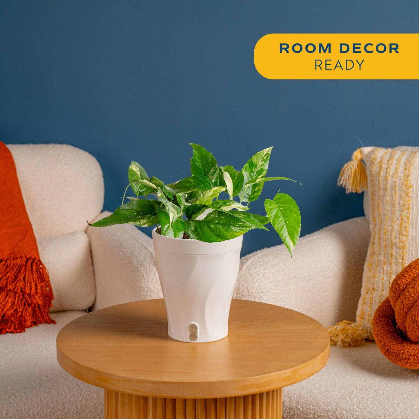 Costa Farms Albo Variegated Pothos Live Plant in Self Watering Pot, Air Purifying Indoor Houseplant, Perfect for Home, Room, or Office Decor, Great House Warming or Birthday Gift, 12-18 Inches Tall