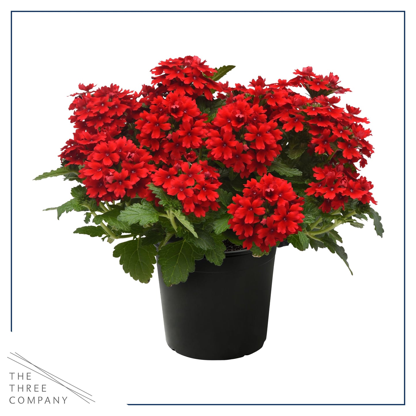 Live Flowering Verbena - Shades of Red (3 Plants Per Pack) - Healthy Flowering Plant - Beautiful Spring Color - 10" Tall by 5" Wide in 1Qt Pot
