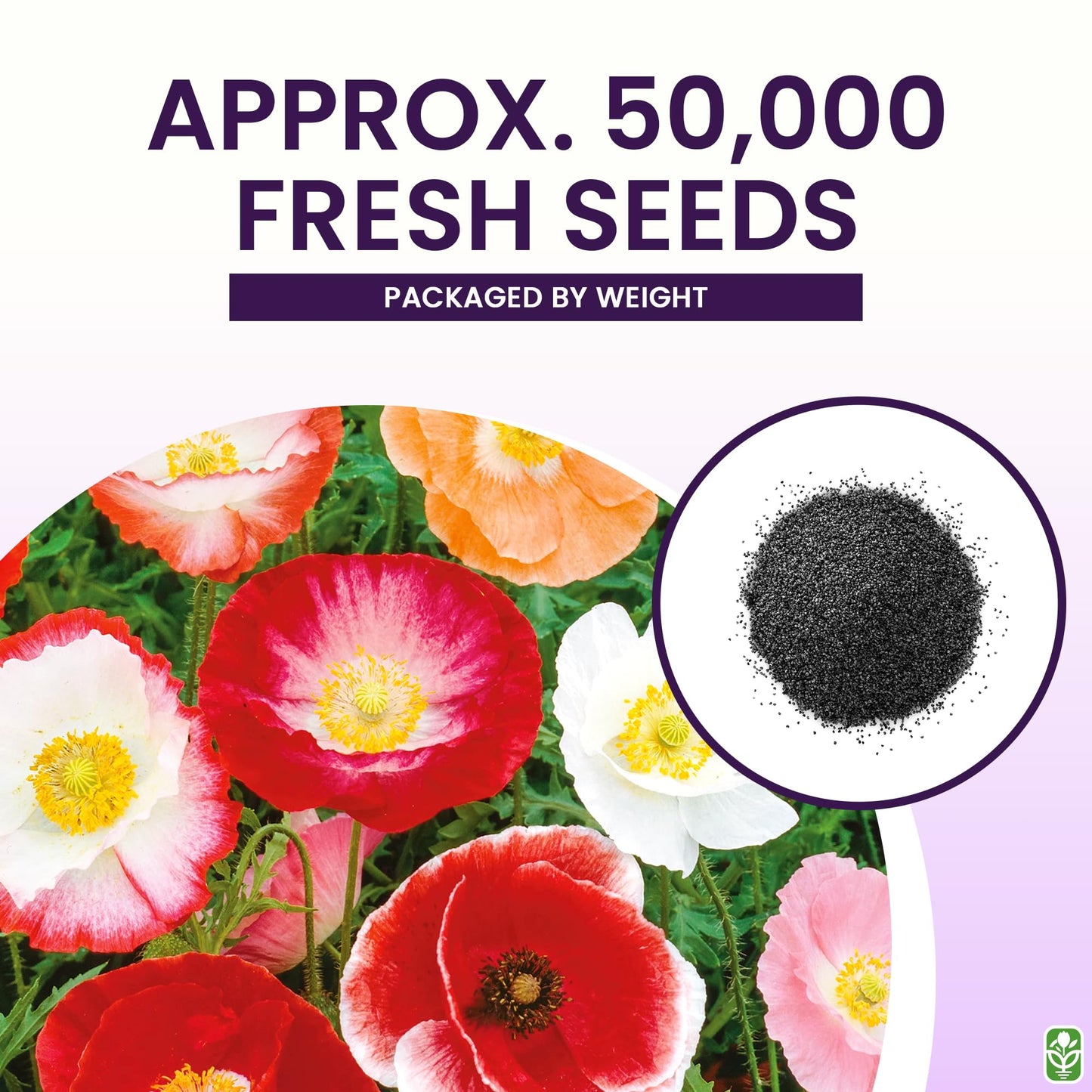 Shirley Poppy Seeds for Planting - 50,000 Fresh Poppy Flower Seeds - Wildflower Seeds to Plant Outside - Re-Seeding Annual - Pet Friendly - Grown in The USA