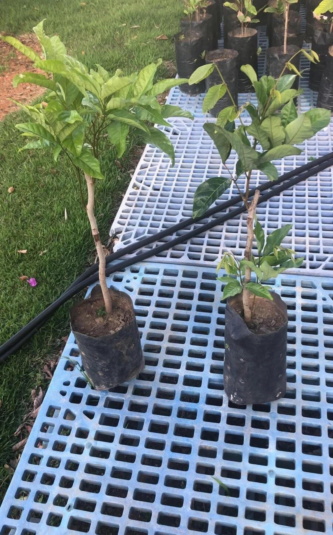 Grafted Rambutan (Nephelium lappaceum) Tropical Live Fruit Tree (2-3ft) rambutan injerto Plant
