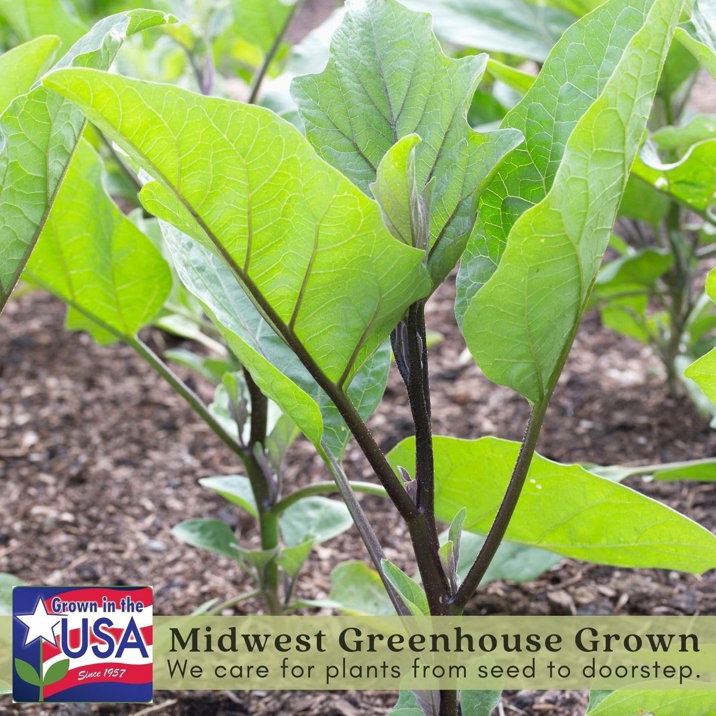 Clovers Garden Eggplant Black Beauty Plants - Two (2) Live Plants – Non-GMO - Not Seeds - Each 4" to 8" Tall – in 4" Inch Pots - Heirloom Variety, High Yield, Heat Tolerant
