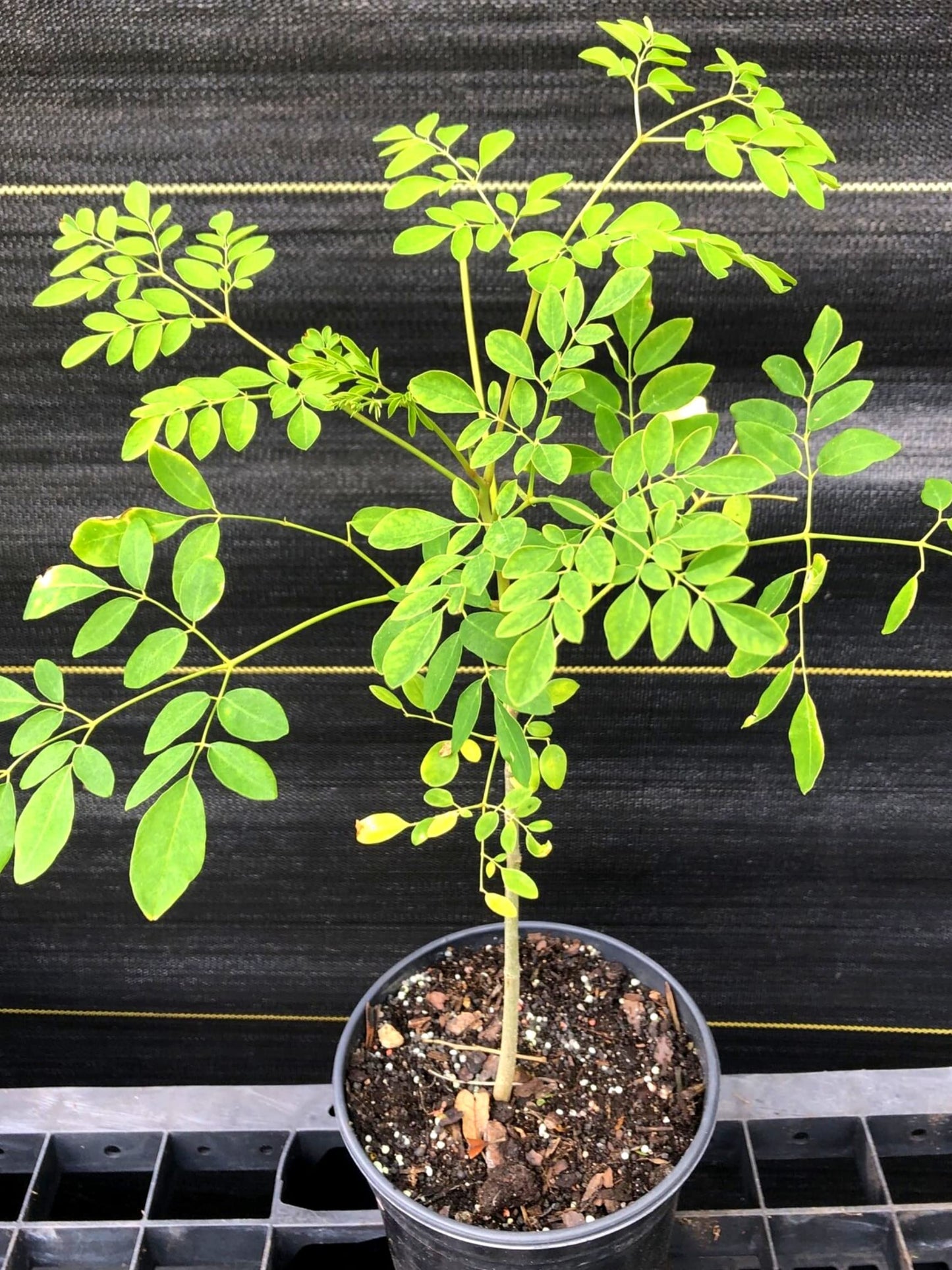 Moringa Oleifera Live Trees Plants in One Pot, 6-10" Tall, Drumstick Horseradish Malunggay Trees Herb, Zones 9-11, 8 Months Old Seedling Tree