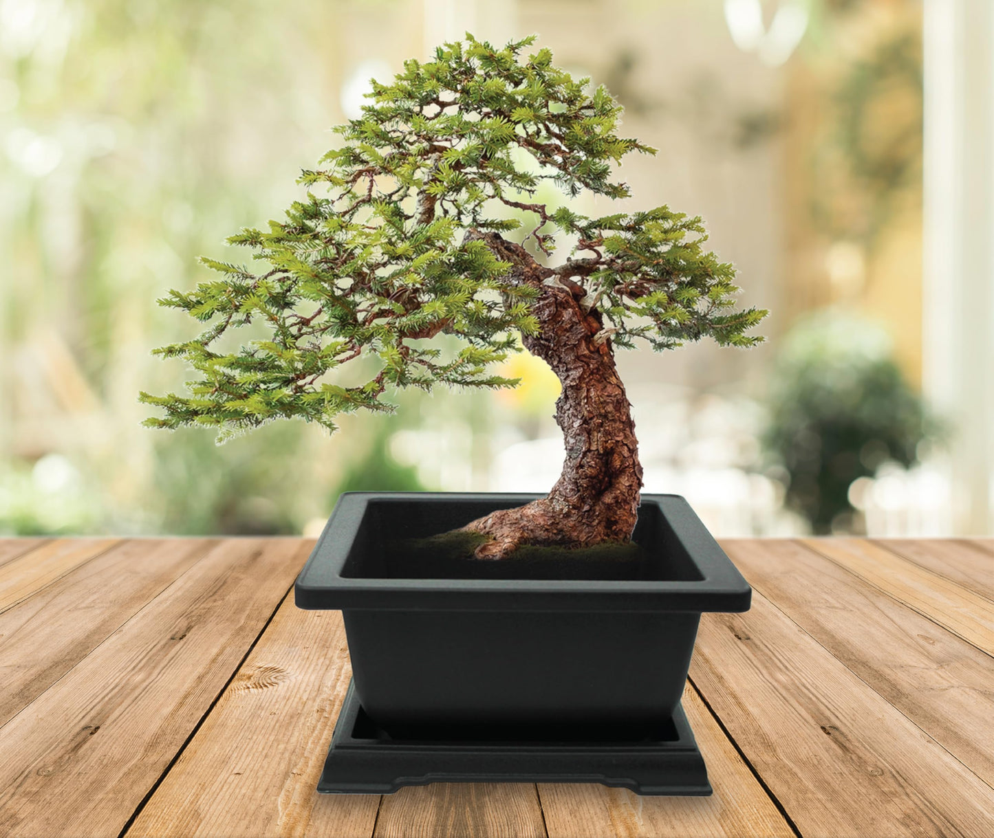 BUZZY Seeds Bonsai Starter Kit, Norway Spruce, Complete Indoor Gardening Gift, DIY Mini Tree Project, Soothing Indoor Hobby for Home or Office, Fun Stocking Stuffer, Housewarming Present