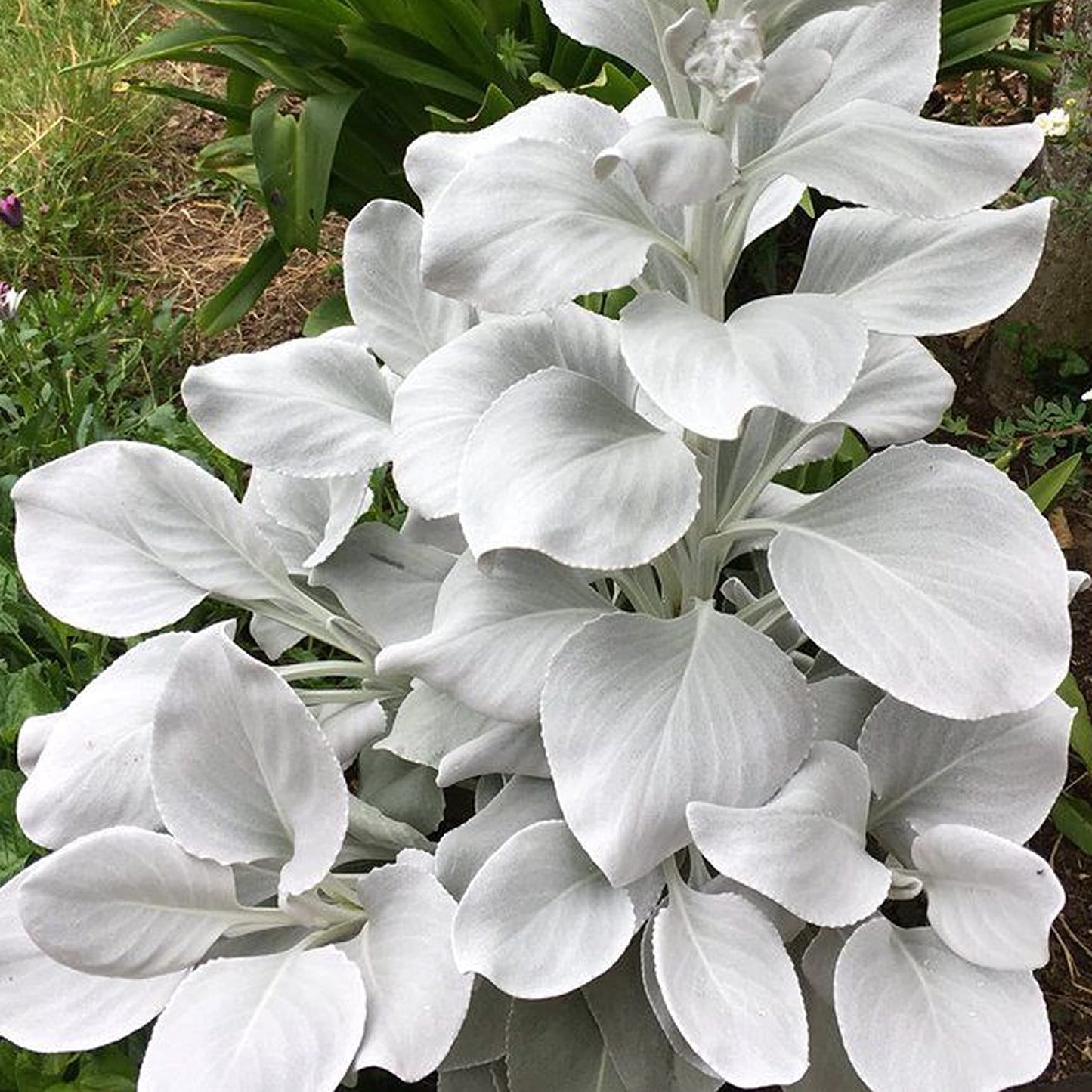 GardenersDream Senecio Angel Wings - Striking Evergreen Perennial & Flowering Garden Plant, Unique Silver Foliage with Outdoor Year-Round Interest - Drought Tolerant (10-20cm Incl. Pot)