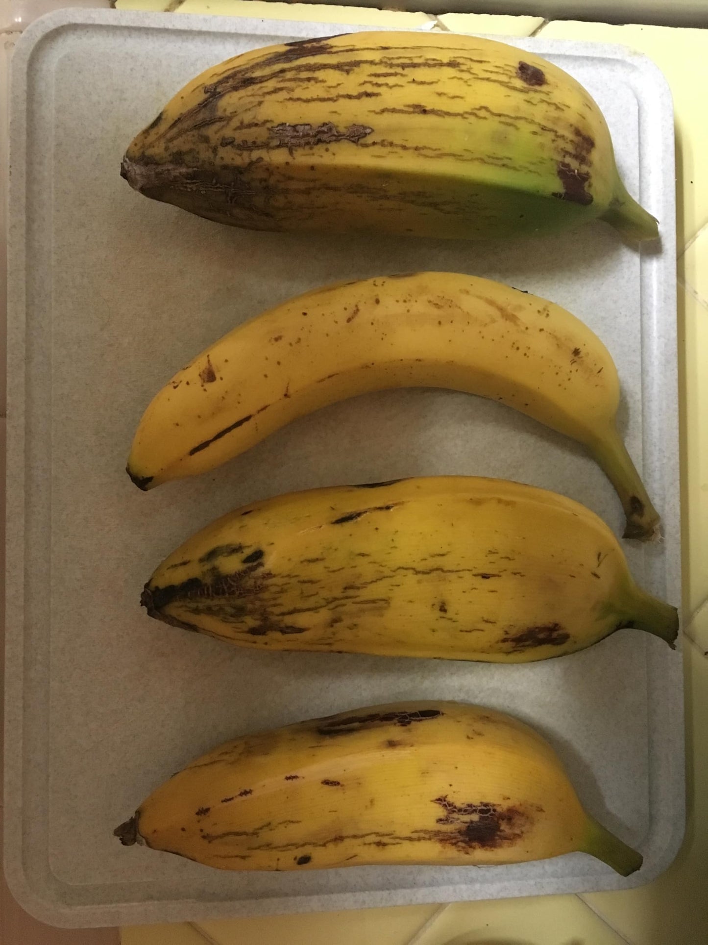 Banana Plant, Orinoco Banana, 'Musa accuminata' (Medium 13" - 24")