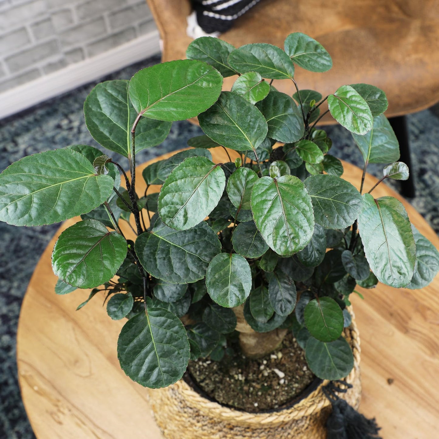 Rare Live Aralia 'Fabian Stump' in 8" Grower Pot, Unique Houseplants, Exotic Foliage for Home or Office, Air Purifying Easy Plant to Grow for Beginners by Plants for Pets