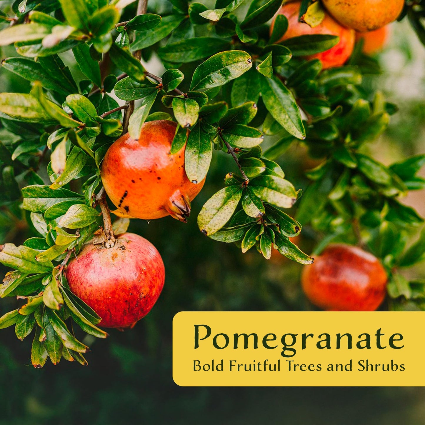 2 Pomegranate Wonderful Trees | Live Saplings in 2.5-inch Nursery Cubes | Punica Granatum 'Wonderful' Variety | Hardy Deciduous Trees and Shrubs | Red Fruit-Bearing Plant