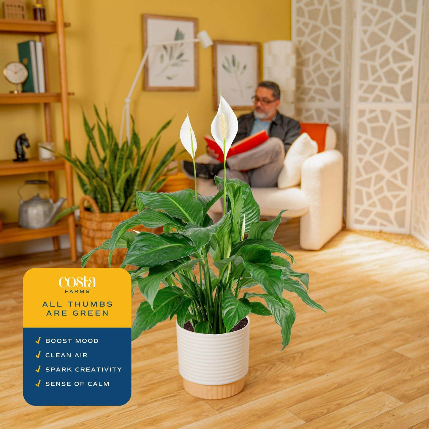 Costa Farms Peace Lily Live Plant in Decorative Pot, Large Air Purifying Flowering Indoor Houseplant, Perfect for Home, Room, or Office Decor, Great House Warming or Birthday Gift, 2-3 Feet Tall