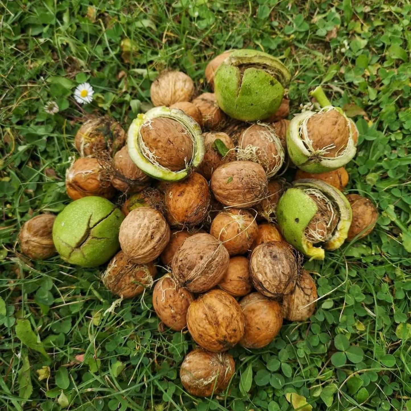 Walnut Tree Live Plant 1-3 Feet Tall, Fast-Growing Nut Tree for Home Gardens, Landscaping Growing