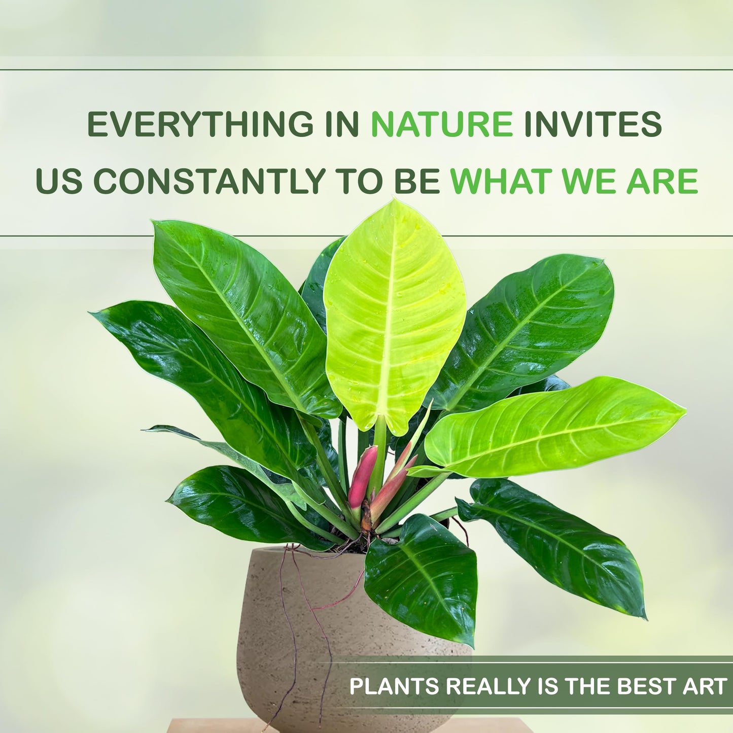 LEAL PLANTS ECUADOR Philodendron Moonlight, Neon Foliage & Easy-Care Nature, Tropical Houseplant, Natural Air Purifier, Perfect for Home Decor, Unique Gift for Plant Lovers