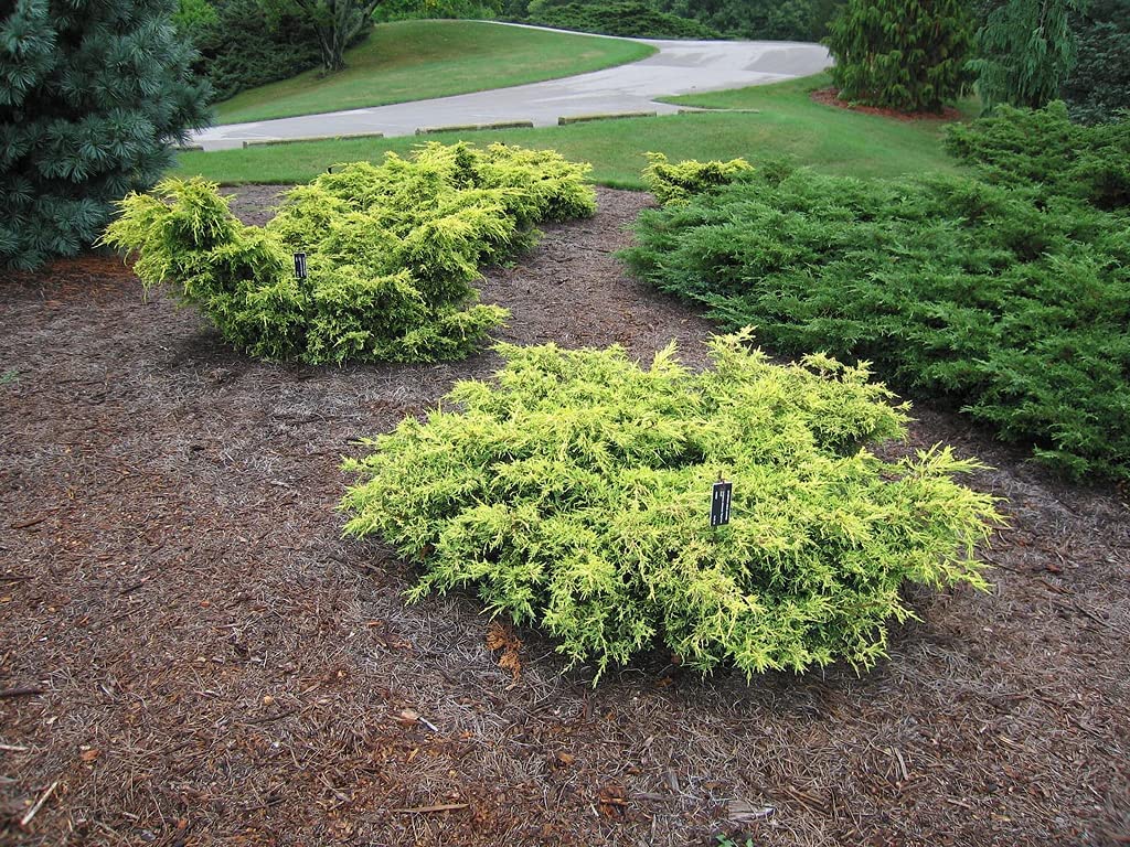 Juniper Saybrook Gold | 4 Live Gallon Size Plants | Juniperus Chinensis | Cold Hardy Evergreen Groundcover