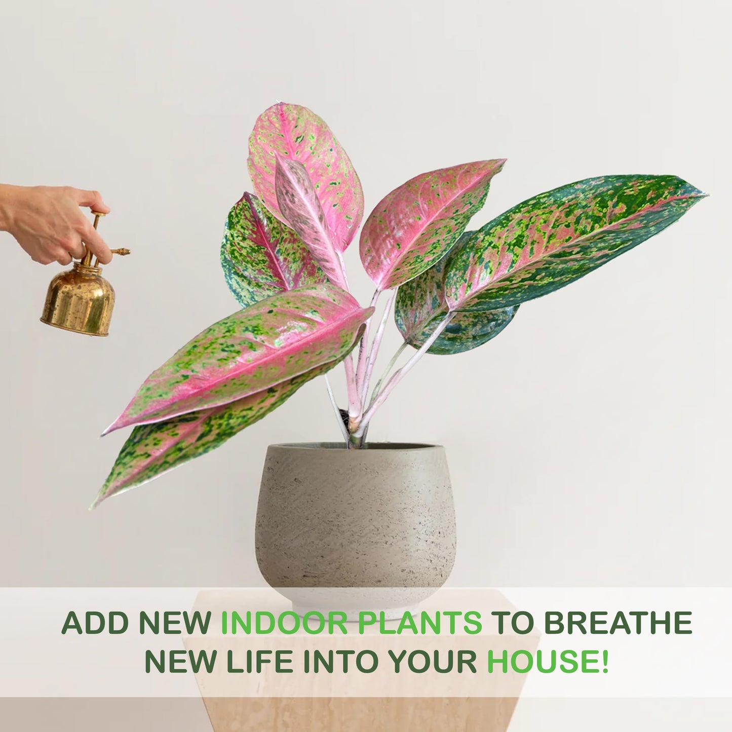 LEAL PLANTS ECUADOR Live Aglaonema Commutatum Pink Plant (Chinese Evergreen) – Vibrant Pink & Green Foliage – Low Light Tolerant Potted Houseplant for Indoor Gardening