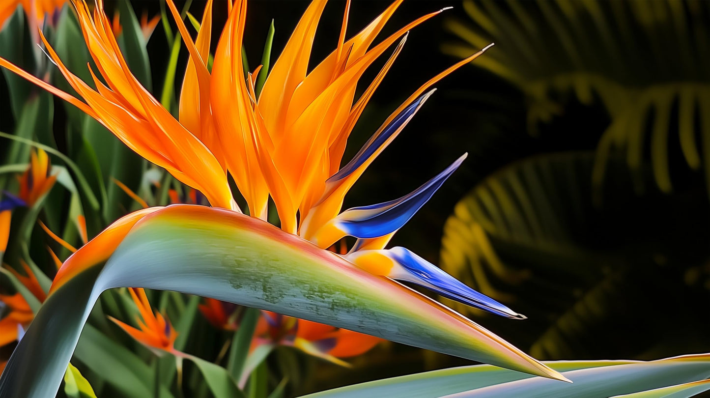 Bird of Paradise - Orange | Large Trade Gallon Size Plant | Strelitzia Reginae | Tropical House Decor, Indoor Foliage, Exotic Houseplant, Easy Care, Fast Growing, Flowering Accent, Unique Leaves