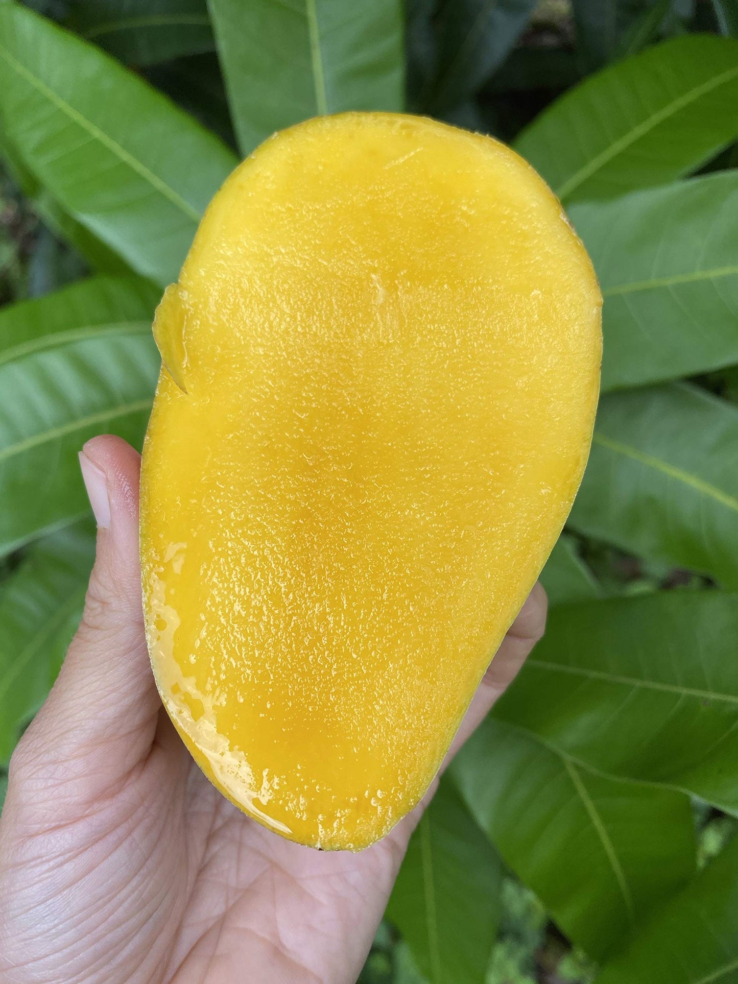 Mango Tree - Live Fruit Tree in a 3 Gallon Pot - Mangifera Indica 'Orange Sherbet' - Tropical Edible Fruit Bearing Tree