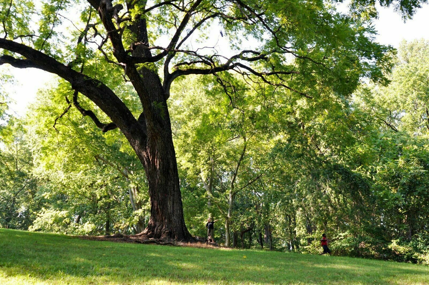 Live Plant - Black Walnut Tree - 18-24" Tall Live Plant - Bareroot Seedling - Juglans nigra