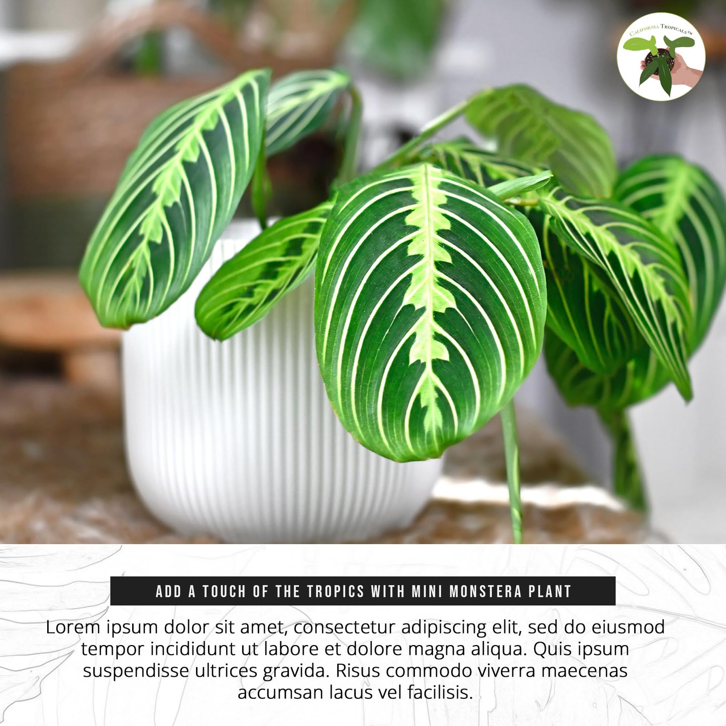 California Tropicals Lemon Lime Prayer Plant - Maranta - Rare Variety Live House Plant - Tropical Decor - Unique Real Plants Interior Garden Outdoors Supplies - Small Pot - 4 Inch Potting Decor