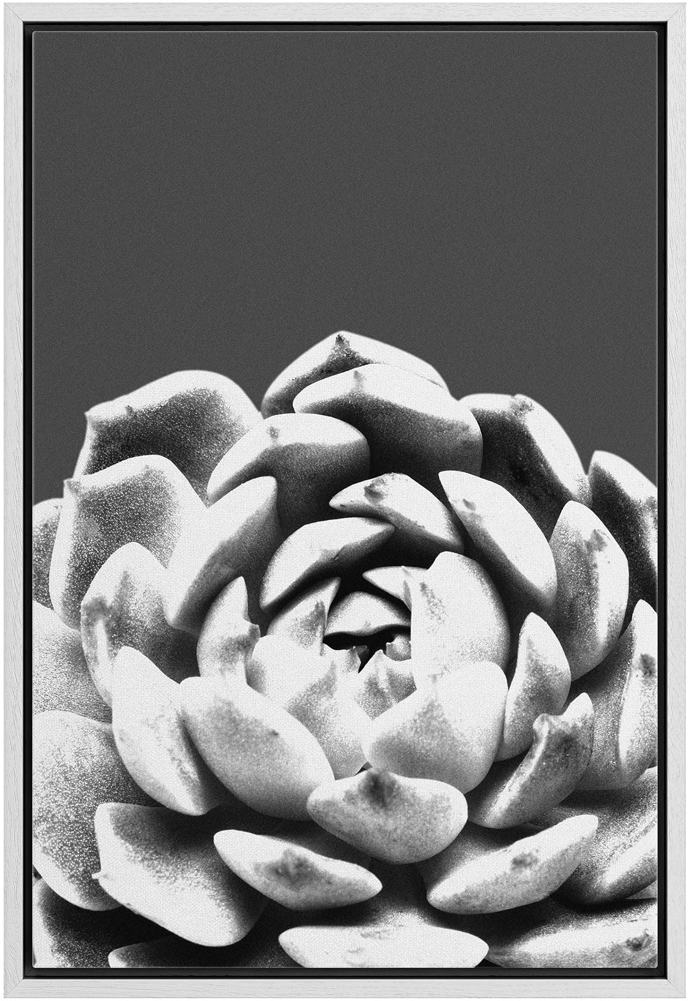 bestdeal depot Framed Canvas Print Wall Art Echeveria Succulent Closeup Floral Plants Photography Modern Art Farmhouse/Country Dark Black and White for Living Room, Bedroom, Office - 16"x24" White