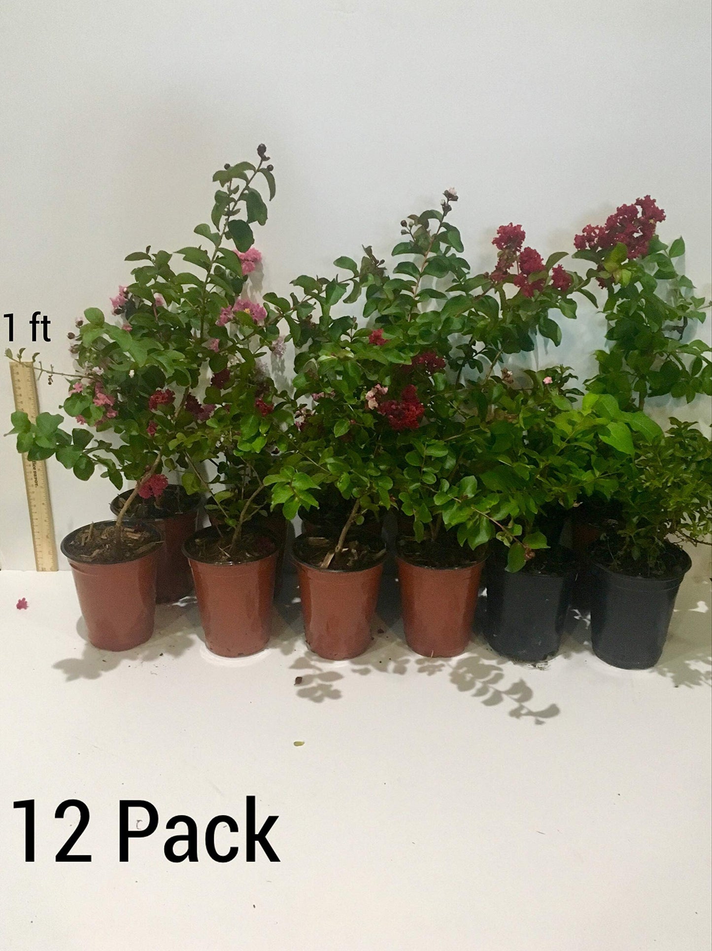 Sioux Crepe Myrtle Trees - Pink Blooms - Quart Containers - FIBROUS Root System - Grown by Crape Myrtle Guy - Live Plants - 1 Foot Tall (9)