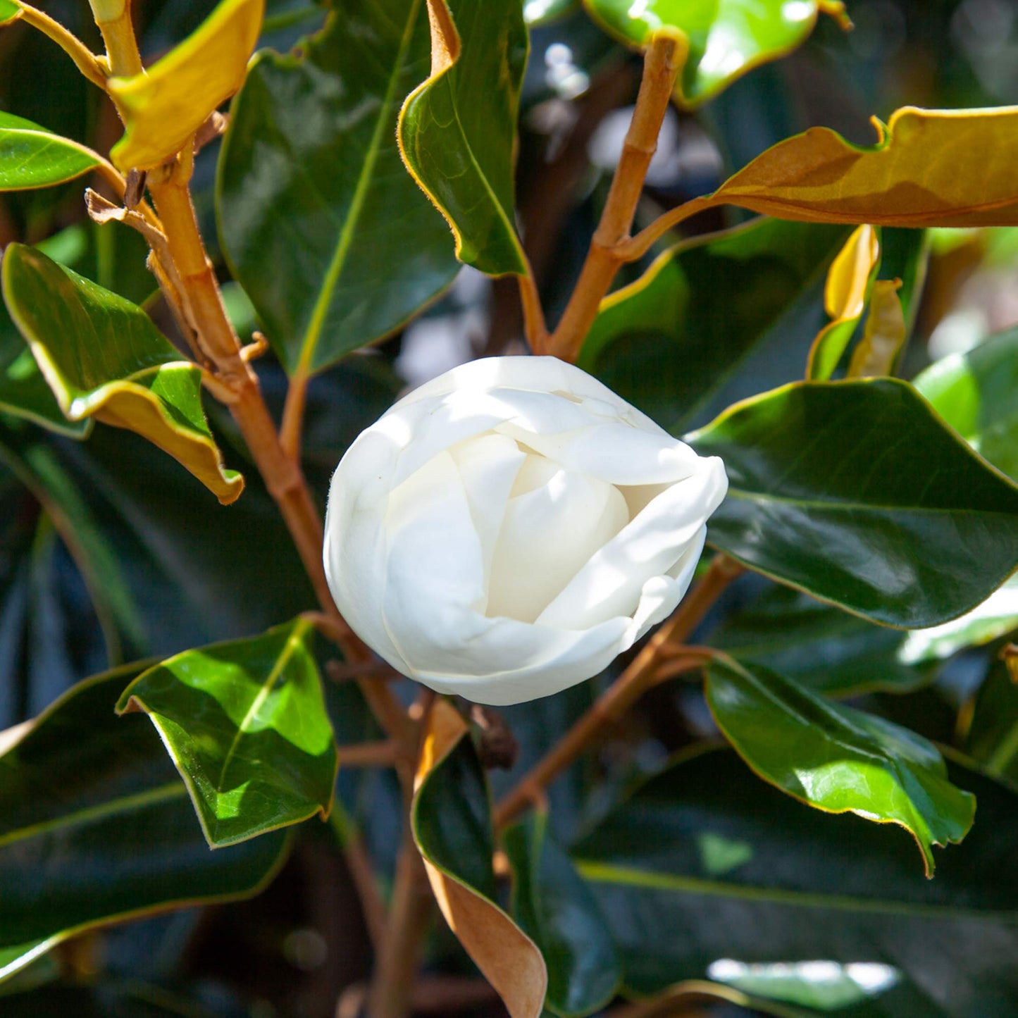 PERFECT PLANTS Bracken's Brown Magnolia Live Plant, 1-2', Includes Care Guide