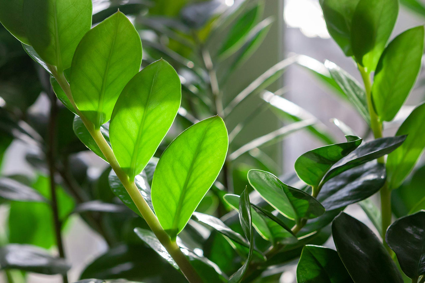 ZZ Plant