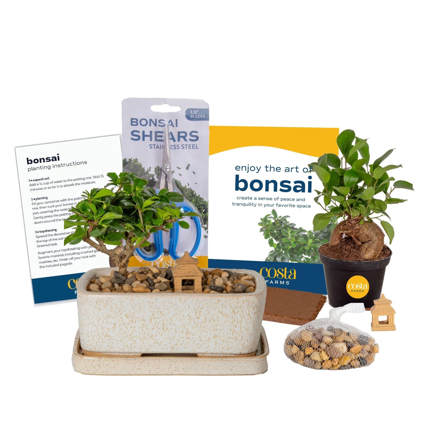 Costa Farms Bonsai Tree Kit, DIY Live Bonsai Tree Includes Tools, Potting Soil Mix, Plant Pot, Indoor Gardening, Birthday Gift, 10-Inches Tall