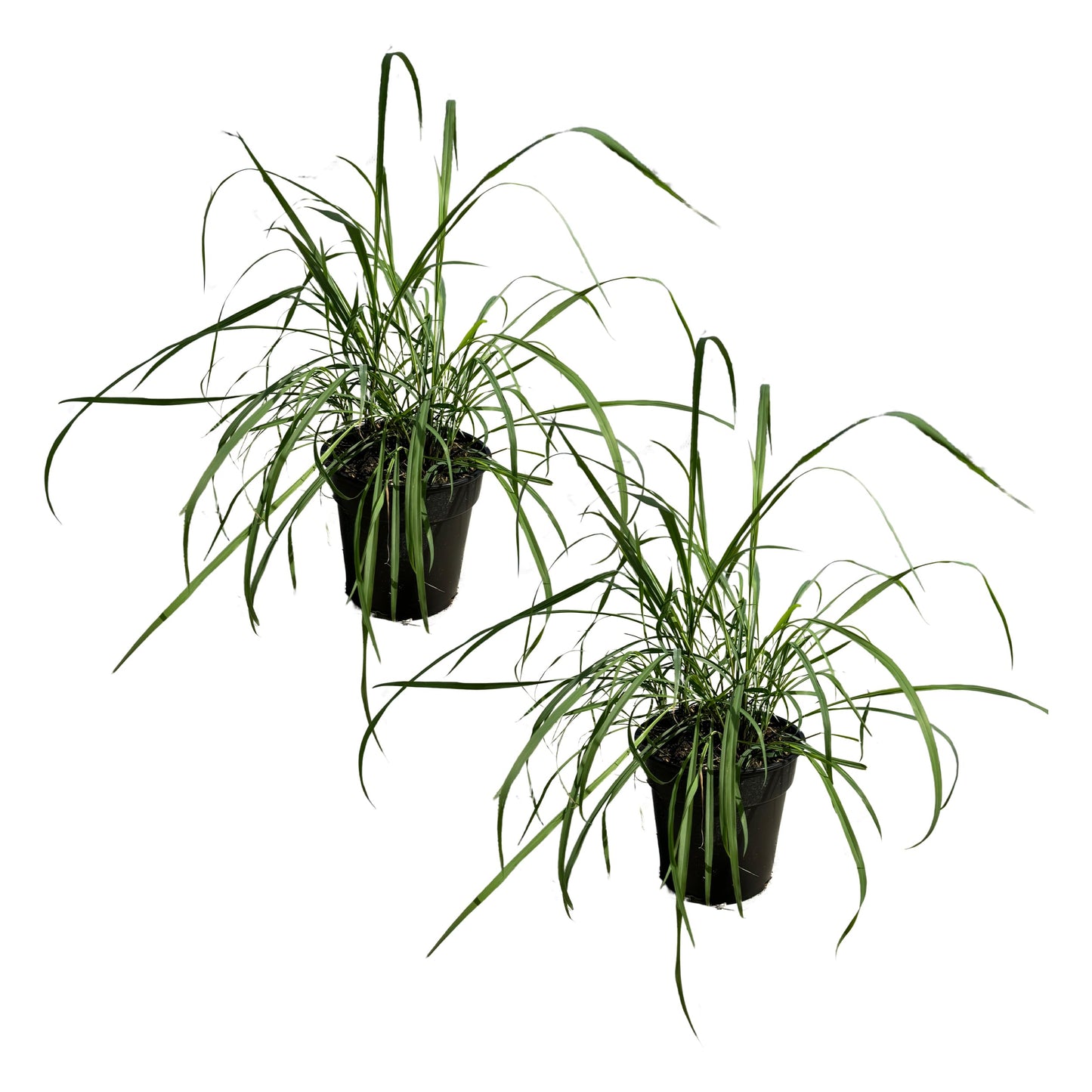 Live Healthy Lemongrass (2 Plants Per Pack) - Wards Off Pests - Natural Mosquito Repellant - Healthy and Fragrant - 10" Tall by 5" Wide in 1.5 Quart Pot
