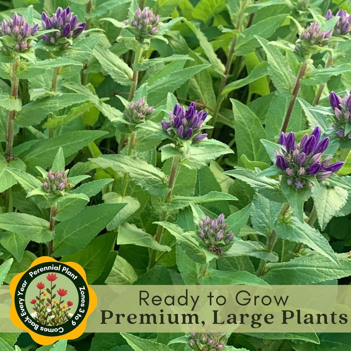 Clovers Garden Bee Balm Balmy Purple (Monarda) Plants – Two (2) Live Plants – Non-GMO - Not Seeds - Each 4" to 8" Tall – in 4" Inch Pots – Hardy Flowering Perennial, Pollinator Favorite