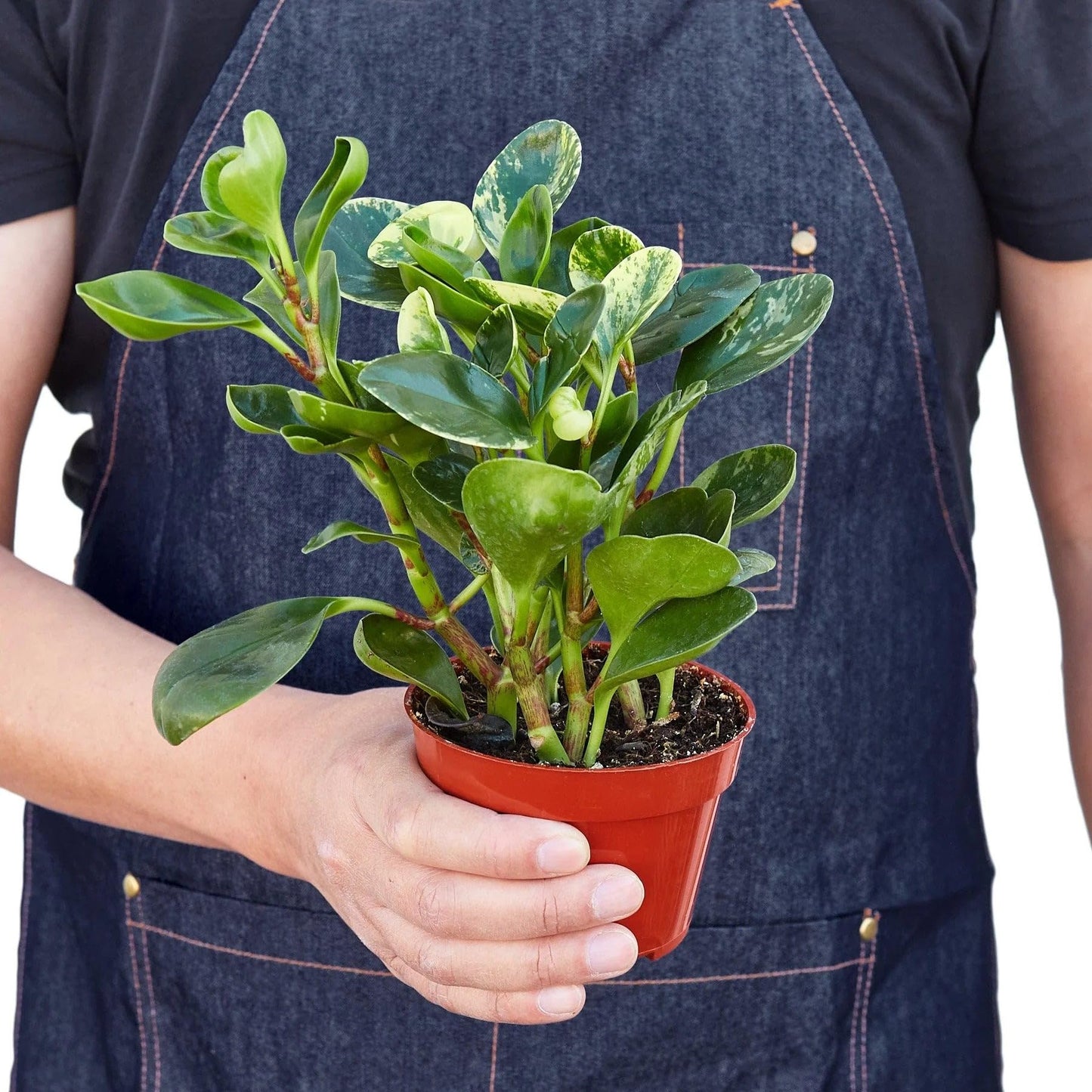 Peperomia 'Marble' | Live Plant for Indoor & Outdoor | for Living Room, Office, Bathroom | (4" Pot)