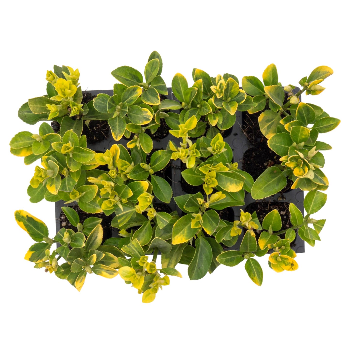 12 Golden Euonymus Shrubs | Live Plants in 2.5-inch Nursery Cubes | Japonica ‘Aureo-Marginatus’ Variety | Easy-Care Evergreen | Variegated Yellow-Green Foliage | Hedges & Shrubs for Home & Garden