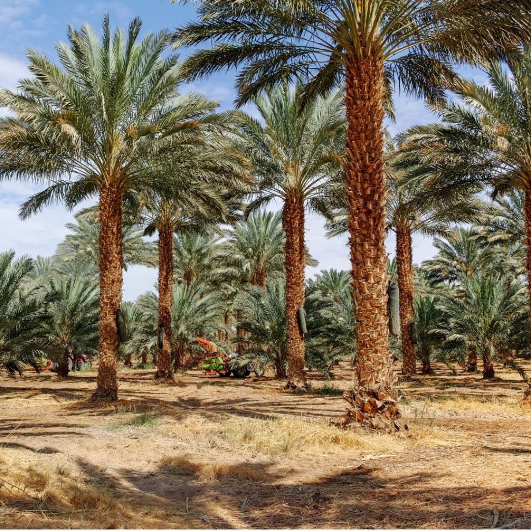 15 Medjool Date Palm Seeds, Pits, Phoenix dactylifera Large Fruit Mejhool Dates