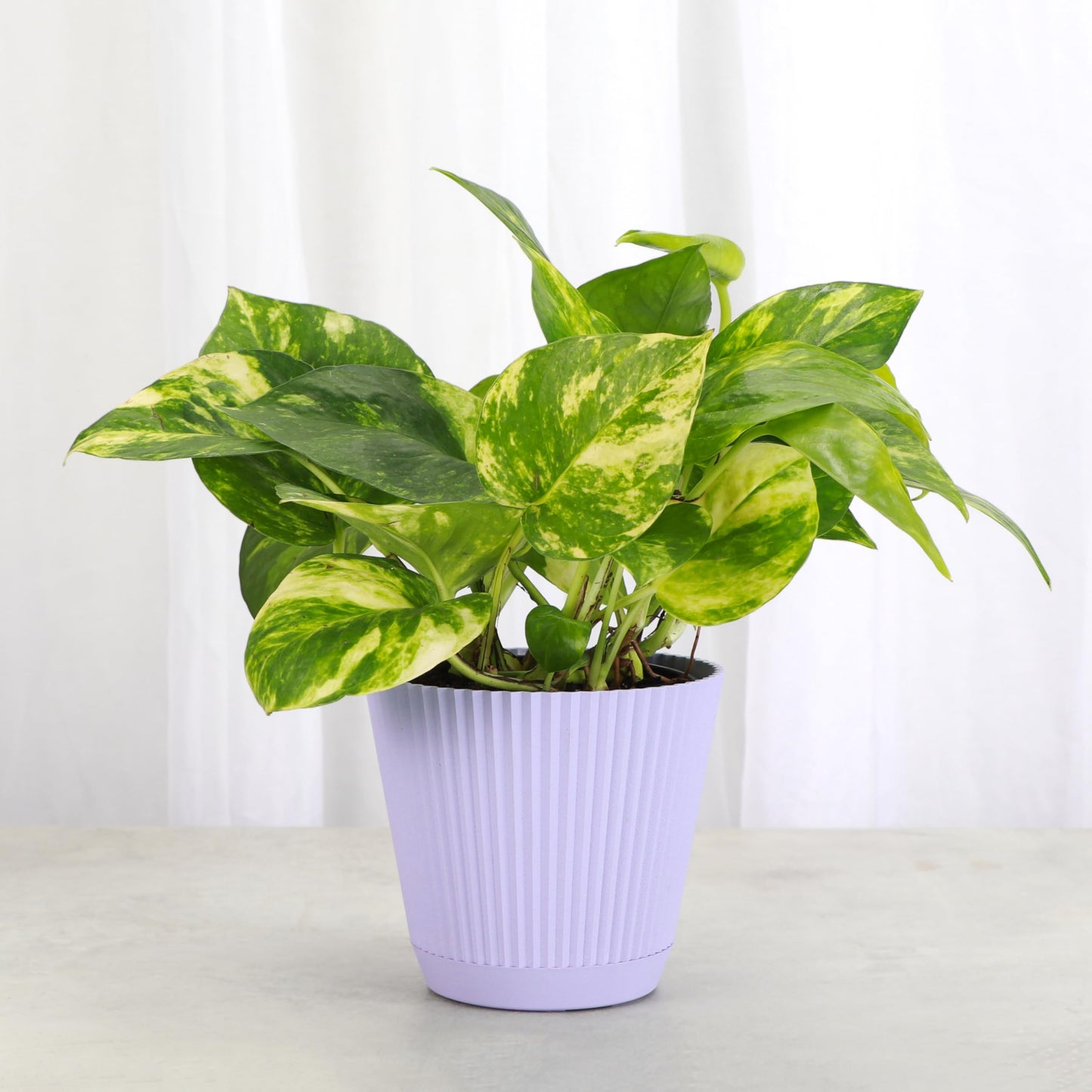 Thorsen's Greenhouse Golden Pothos, Live Indoor Vining Plant, Easy to Grow, Variegated Houseplant, Natural Air Purifier (Lavender, 4-inch Pot)