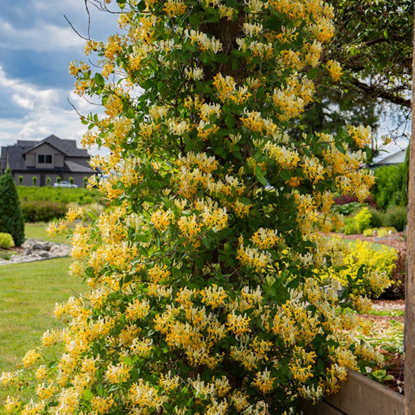 White Yellow Honeysuckle Fragrant Climbing Honeysuckle Plant Live Vine, Lonicera Perennial Honeysuckle Plants, 5-9 Inches, No Pot