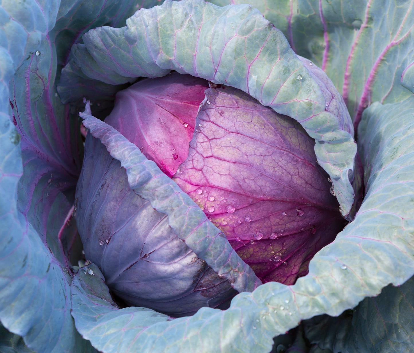 Cabbage Seeds for Planting - Plant & Grow Red Acre Cabbage in Your Home Outdoor Vegetable Garden - Heirloom Non GMO Planting Packets with Full Instructions - Great Gardening Gift, 5 Packets