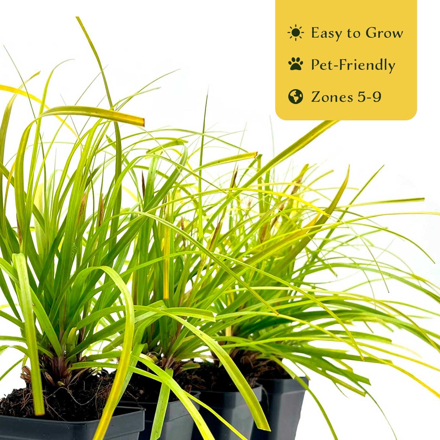 4 Everillo Sedge Grass – Evergreen Clumping Ornamental Grass with Arching Golden Foliage for Shade, Borders & Containers (Carex oshimensis ‘Everillo’) in 3.5″ Cubes, Live Plants