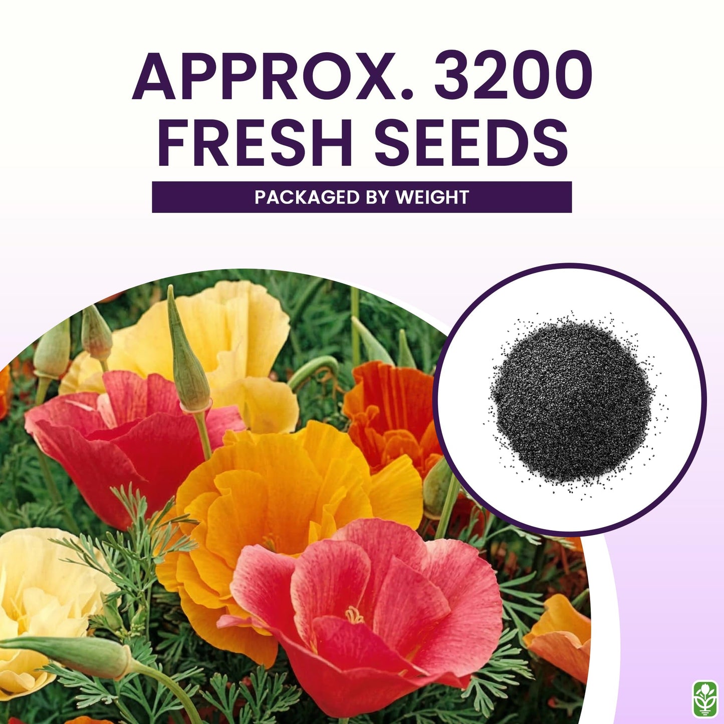 Marde Ross & Company California Poppy Seeds for Planting - 3,200 Fresh Seeds - Mission Bells Mix - California Wildflower Seeds - Pet Friendly - Grown in the USA