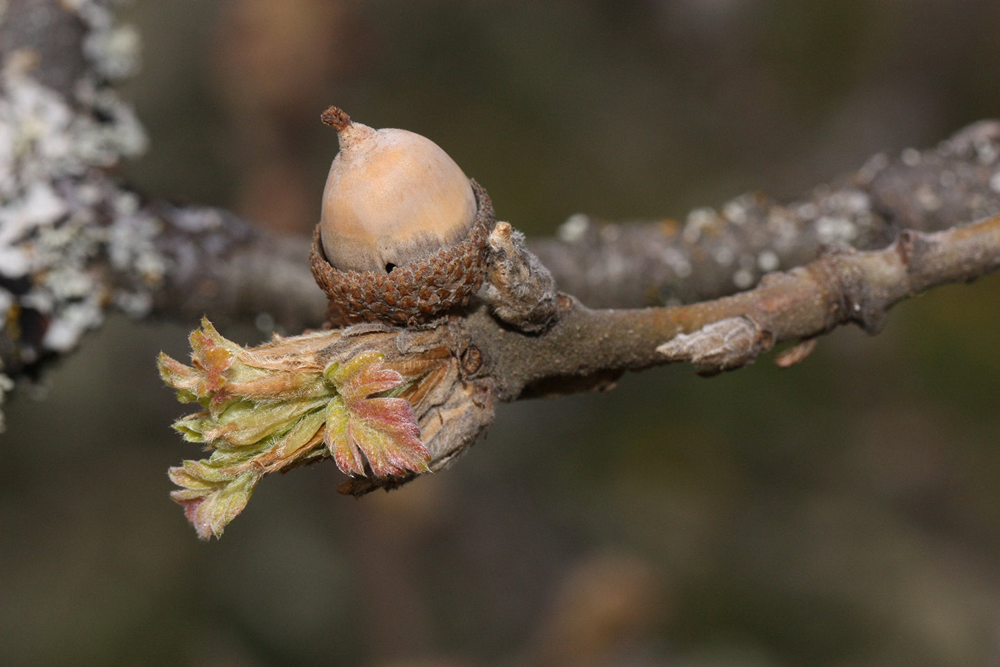 Oregon White Oak | Medium Tree Seedling | The Jonsteen Company