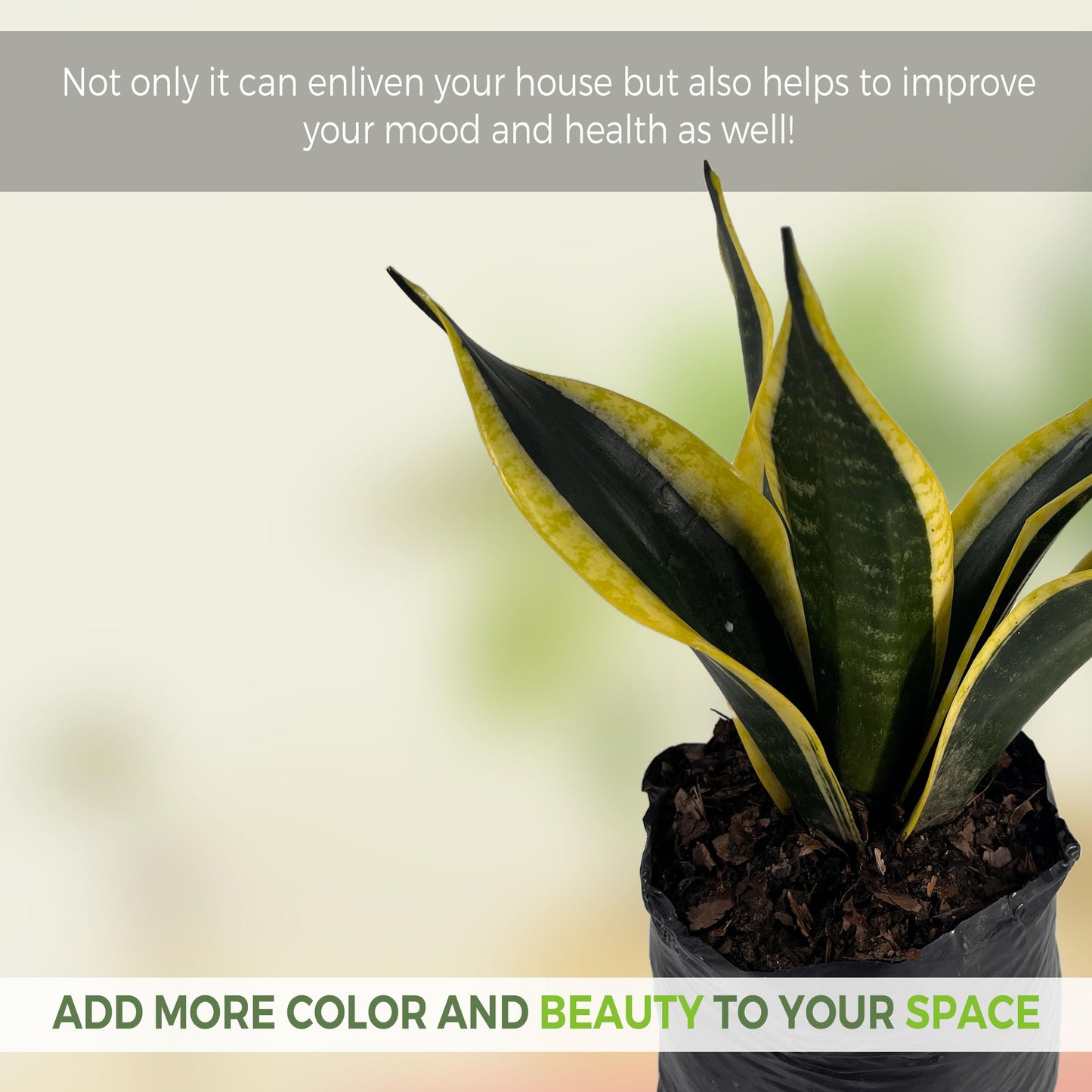 LEAL PLANTS ECUADOR Sansevieria Black and Gold (Pack of 2)| Natural Indoor Décor | Low-Maintenance Air-Purifying Plant | Snake Plant | Bowstring Hemp | Indoor Snake Plant | Sansevieria Plant Live