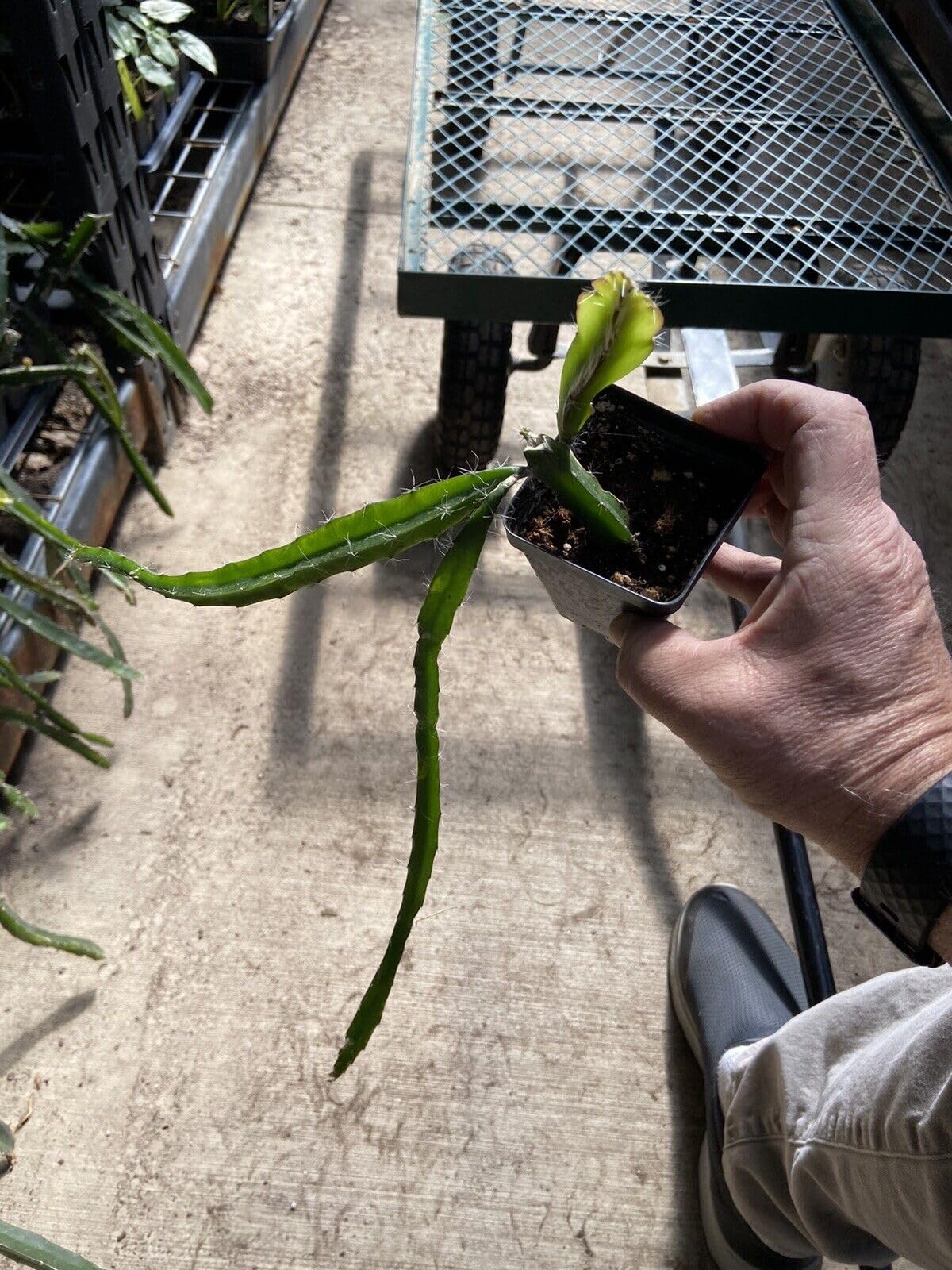 Red Flesh Dragon Fruit - Edgar's Baby Live Plant | Hylocereus Hybrid Cactus Plant 8 Inches Tall
