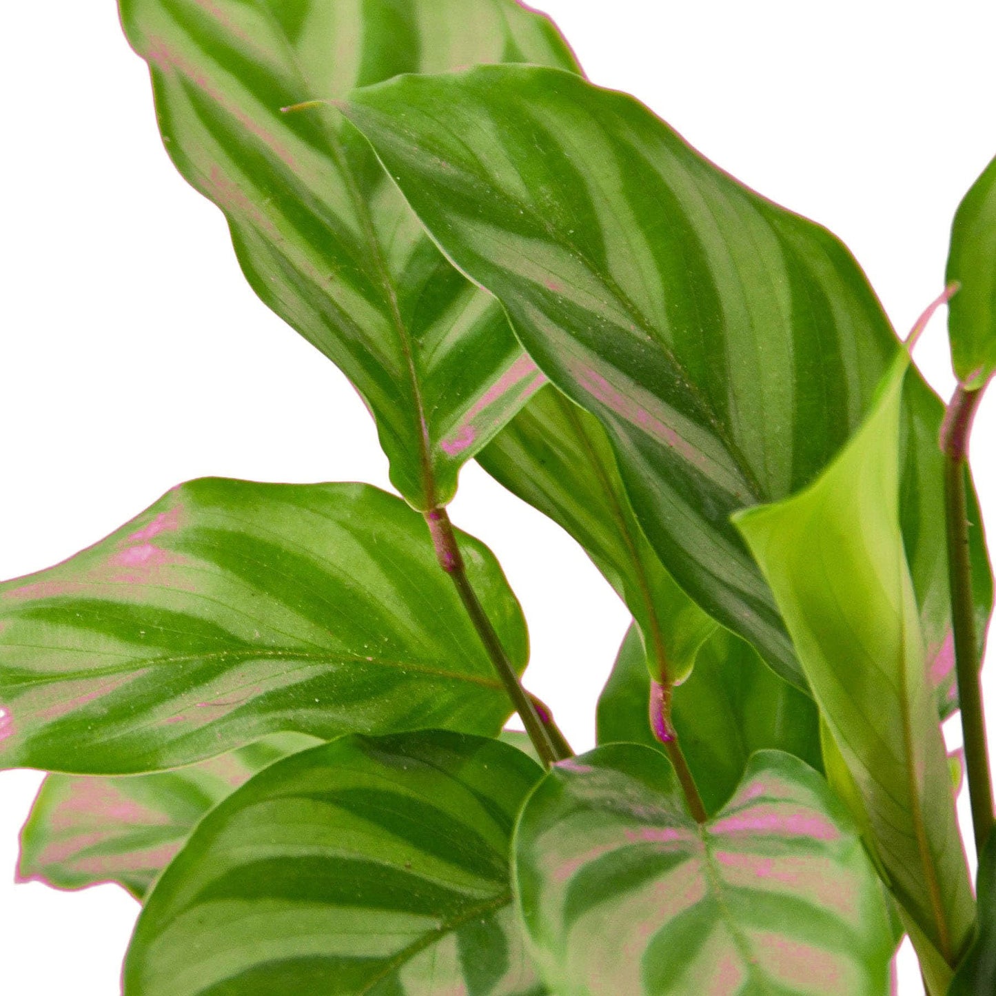 Calathea Concinna 'Freddie' in 4in Pot - Live Tropical Houseplant - Easy to Grow | Air Purifying | Pet Friendly | Variegated | USA Growers | The Snobby Leaf